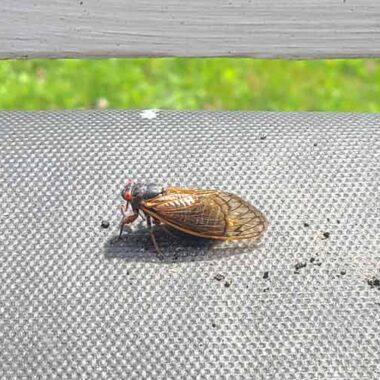 cicadas in williamsburg