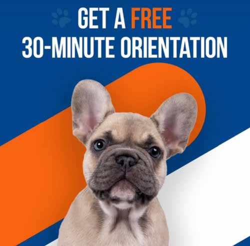 zoom-room-free-orientation-class-dog-training
