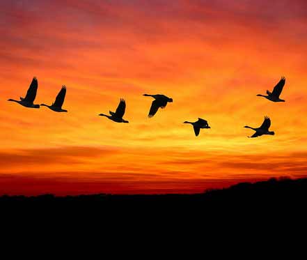 The Bird Migration Challenge