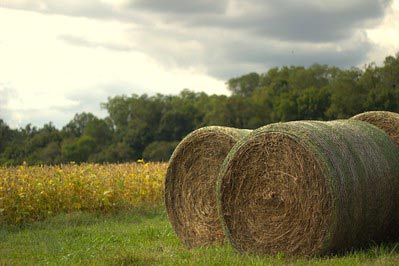 chippokes-field-and-forest