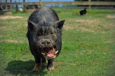 pigging-out-chippokes-state-park