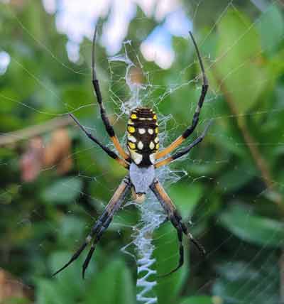 vlm-bugtacular