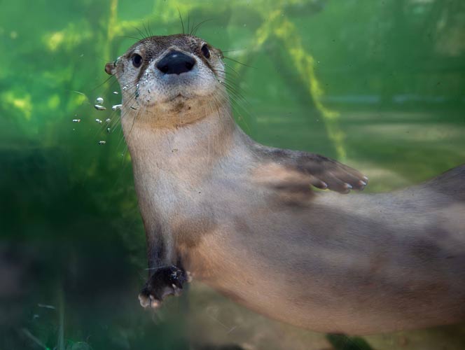 vlm-otter