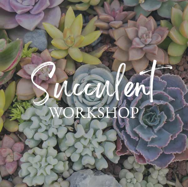 succulent-workshop