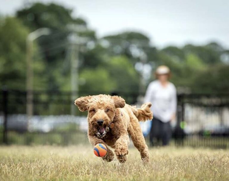 veterans-park-bark-and-play