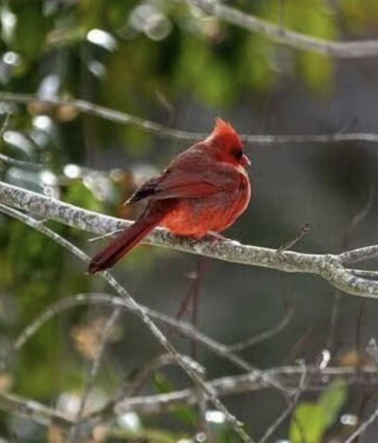 birding-on-bassett-trace-trail