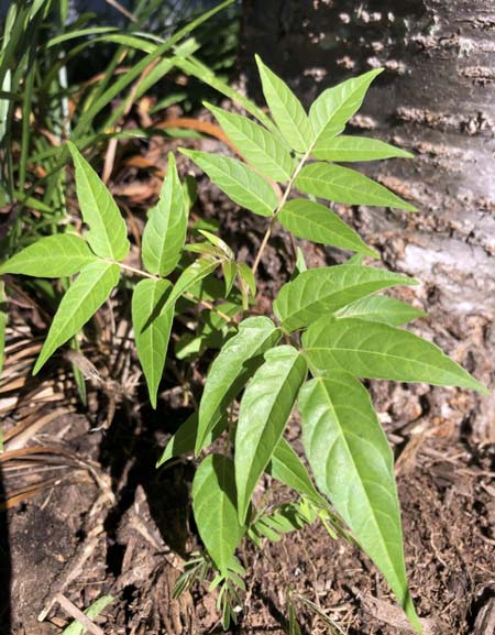 invasive-species