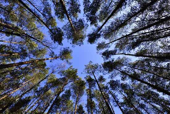 wrl-trees-walking-tour