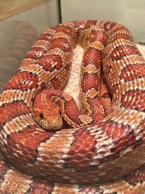snake craft