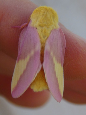 Moonlight-Mothing