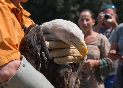 bold-eagle-chippokes
