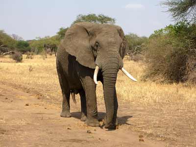 wrl-elephant