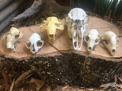 campfire skulls