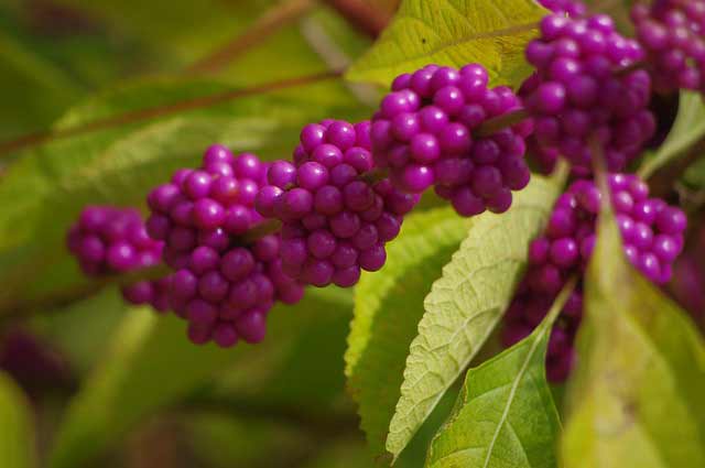 Beautyberry-Day