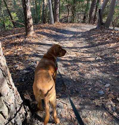 B.A.R.K. Ranger Dog Hike