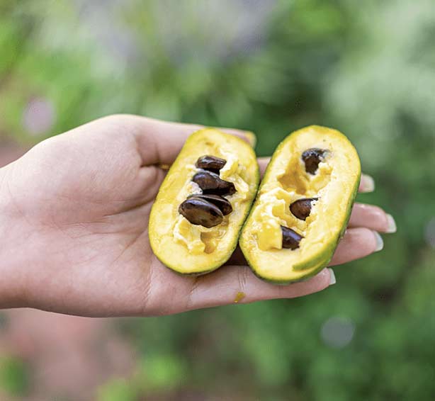 paw-paw