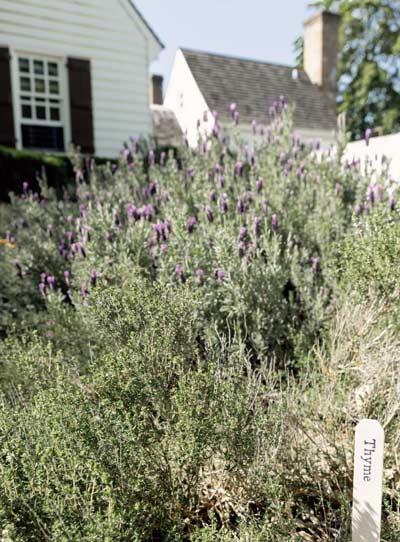Herbarizing-in-the-Apothecary-Garden Colonial Williamsburg